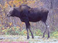 cow moose