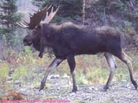 bull moose