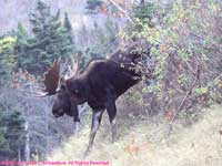 bull moose