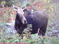 cow moose