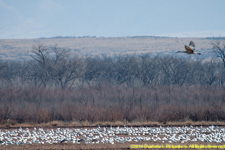 geese and one crane