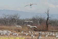 sandhill cranes