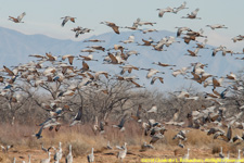 sandhill cranes