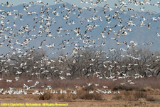 snow geese