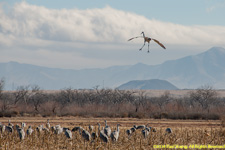 sandhill cranes