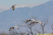 sandhill cranes