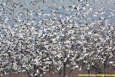 snow geese