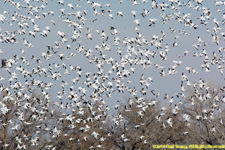 snow geese