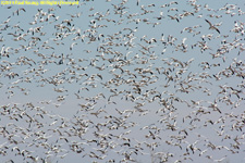 snow geese