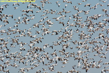 snow geese