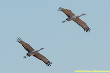 sandhill cranes