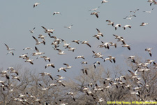 snow geese