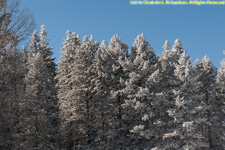 hoarfrost on trees