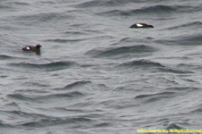 black guillemots