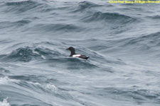 black guillemot