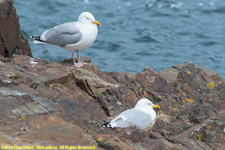 herring gulls