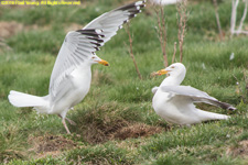 herring gulls