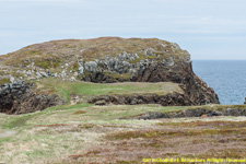 puffin colony