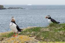 puffins