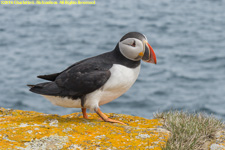 puffin