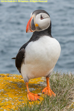 puffin