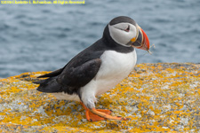 puffin