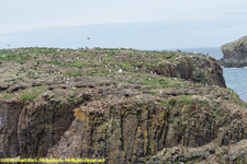 puffin colony