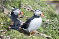 puffins at burrow