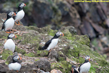 puffin colony