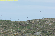 puffin colony