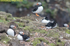 puffins