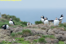 puffins