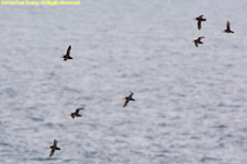 puffins in flight