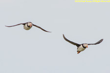 puffins in flight