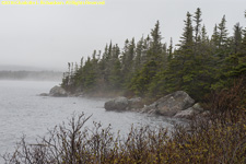 foggy lake shore