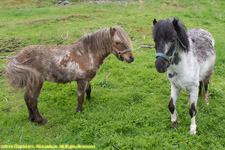 Newfoundland ponies