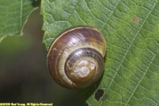 snail