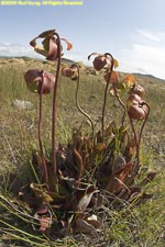 pitcher plants