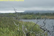 coastal bog