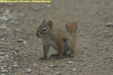 red squirrel