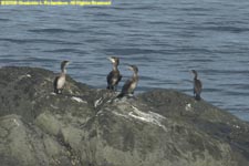 cormorants