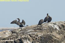 cormorants