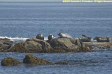 seals basking