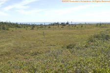 coastal bog