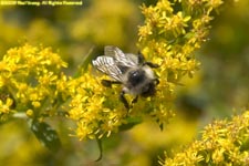 bee on goldenrod