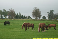 horses at pasture