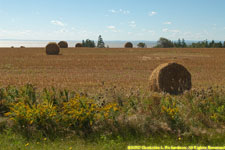 hay bales