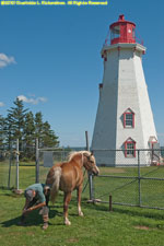 shoeing a horse at a lighthouse