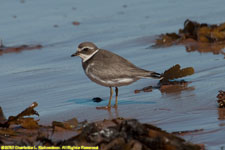 plover