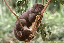 tree kangaroo